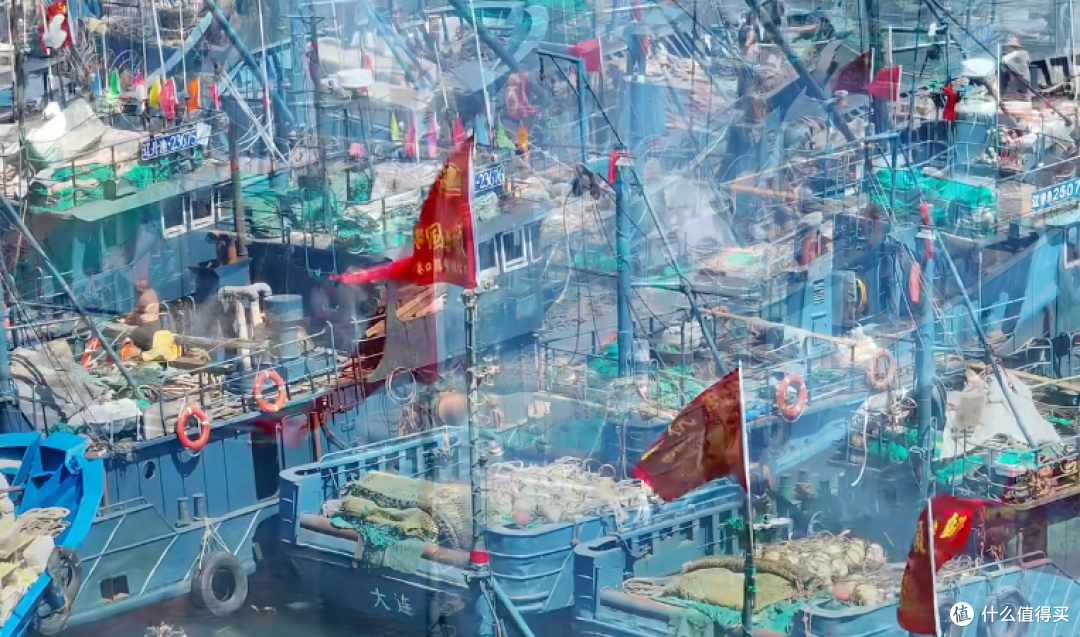 黄渤海开海了!鲅鱼带鱼刚上岸,这份辨鲜手册请你收好