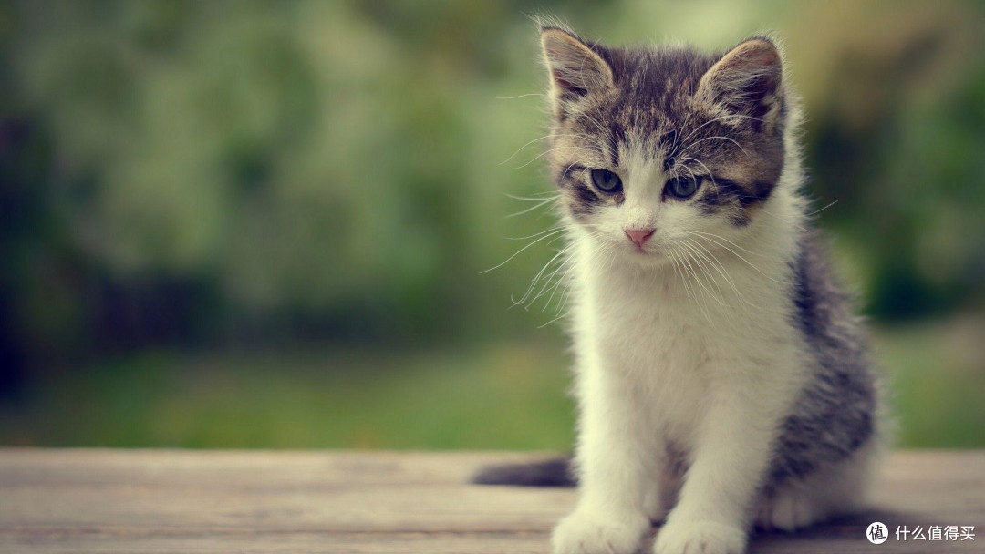希喂低温烘焙猫粮实测:黑下巴猫咪如何选择猫粮?这款值得入手吗