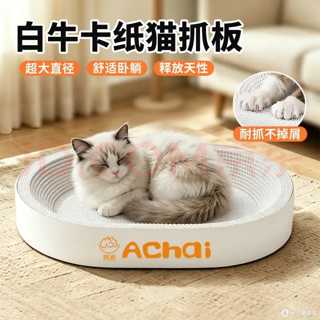 新手养猫别冲动，聊聊养猫之前要算清的真实成本