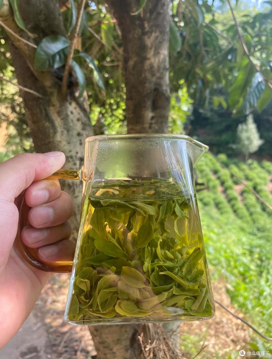 中国“绿茶”盘点,哪6款绿茶名气最大?