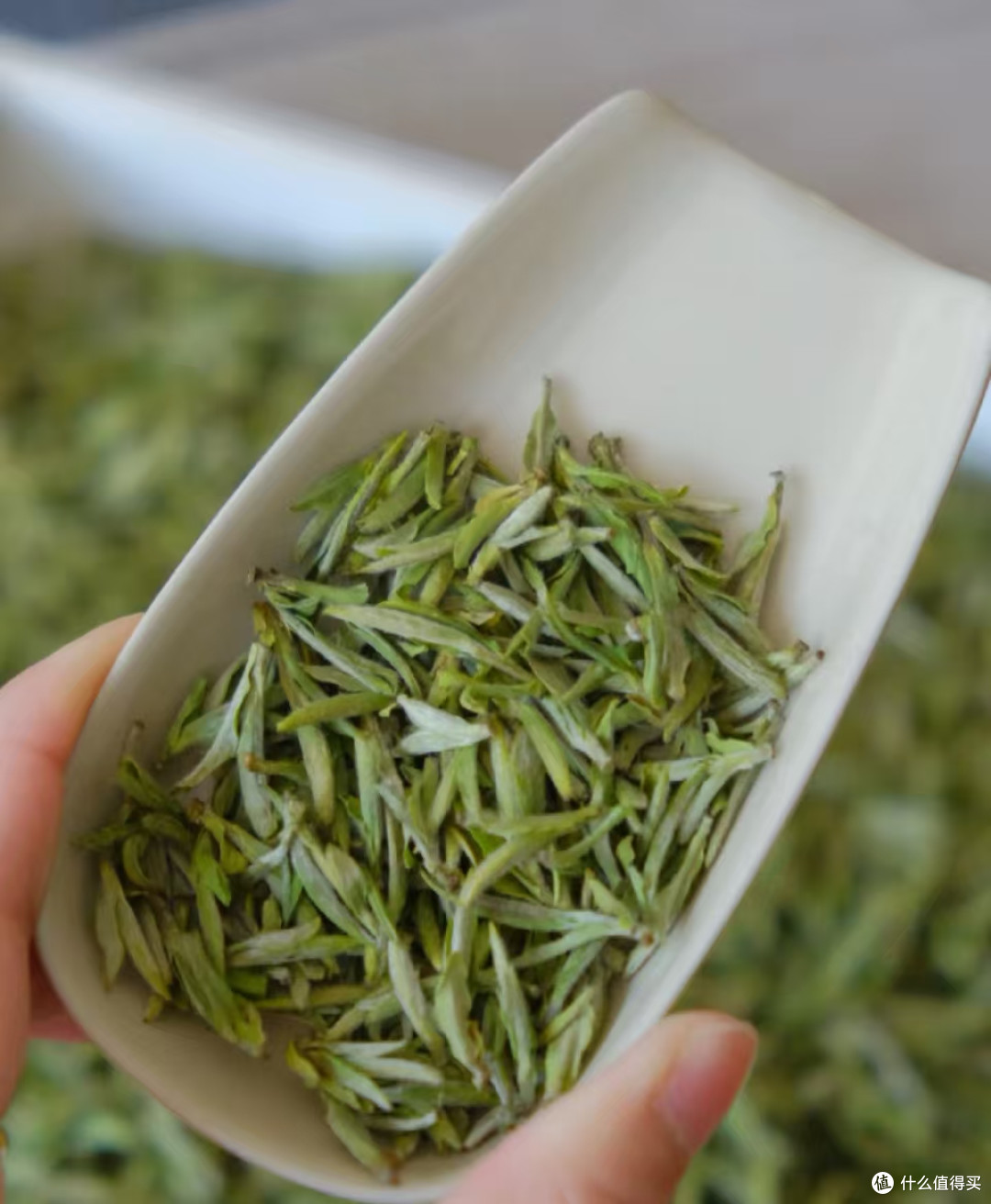 中国“绿茶”盘点,哪6款绿茶名气最大?
