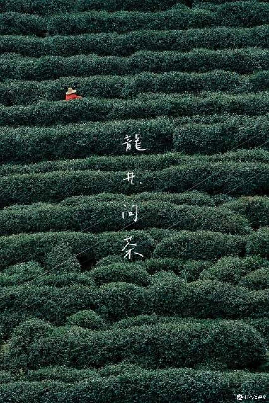 千年溯源|龙井一千年主脉:从寺里的茶到皇帝的茶