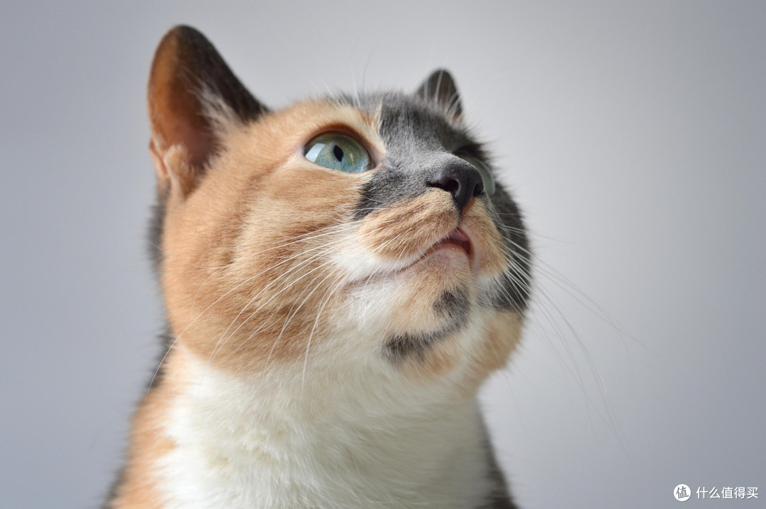 猫咪肠胃弱猫粮怎么选？希喂vs爱肯拿vs高爷家猫粮，哪款最温和？