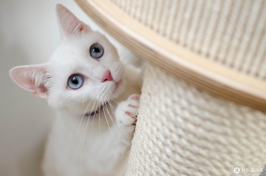 2026 烘焙猫粮推荐 TOP7：日常口粮也能做到批批检测