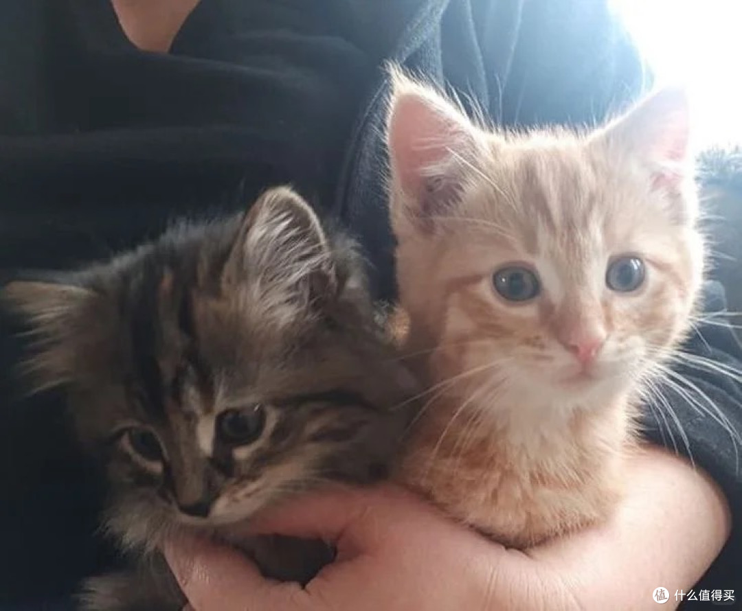 新手怎么选猫粮？希喂 、法米娜和蓝氏哪款猫粮既好吃又营养？