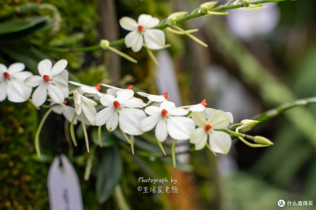 新加坡之行｜康莱德酒廊早餐意外解锁，带娃倒时差的正确打开方式