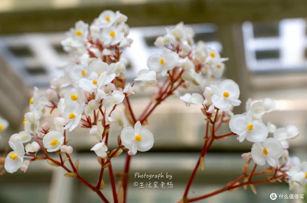 新加坡之行｜康莱德酒廊早餐意外解锁，带娃倒时差的正确打开方式