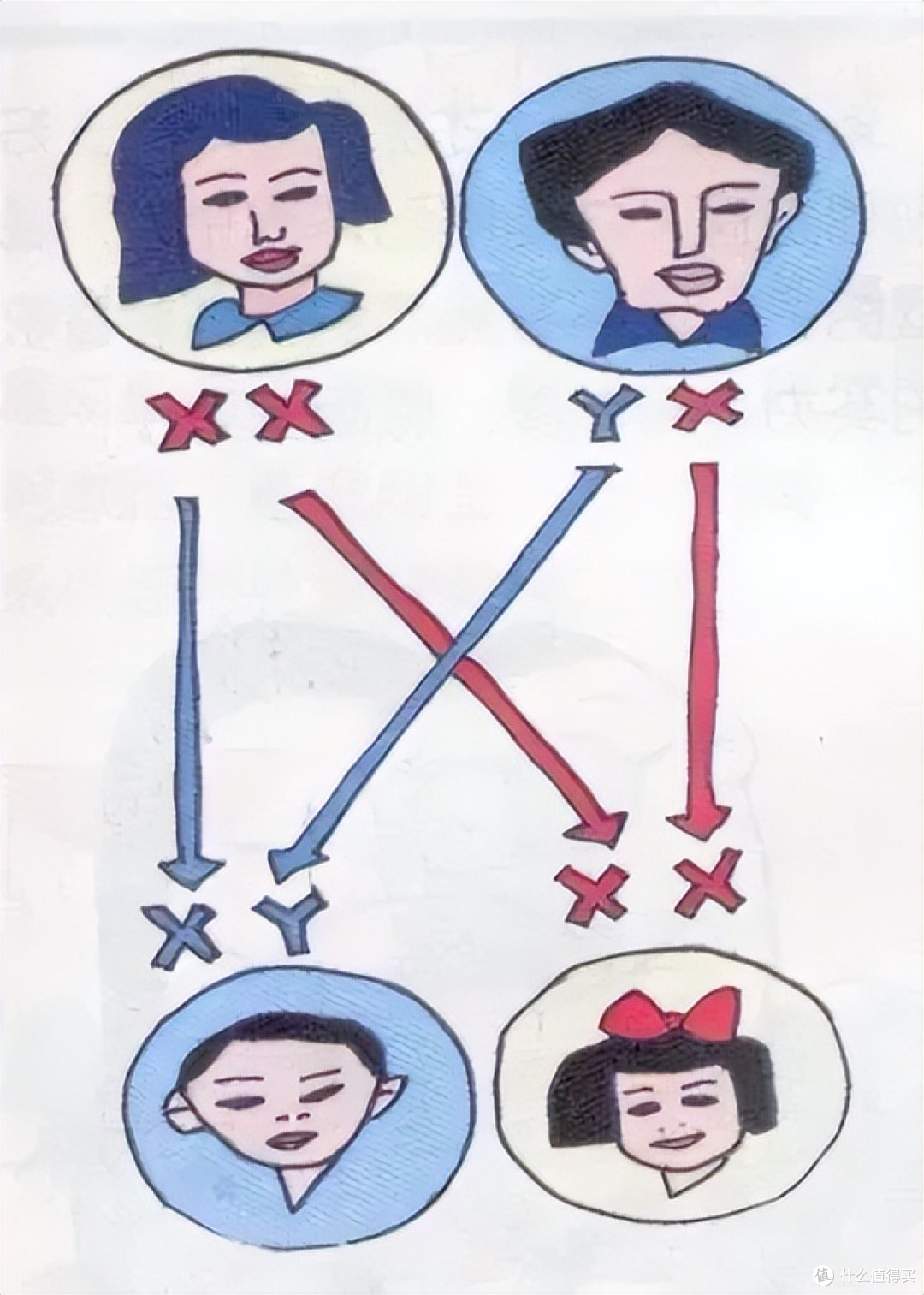 胎生女儿=爸爸更聪明?骗了无数宝妈的说法,真相让很多人意外