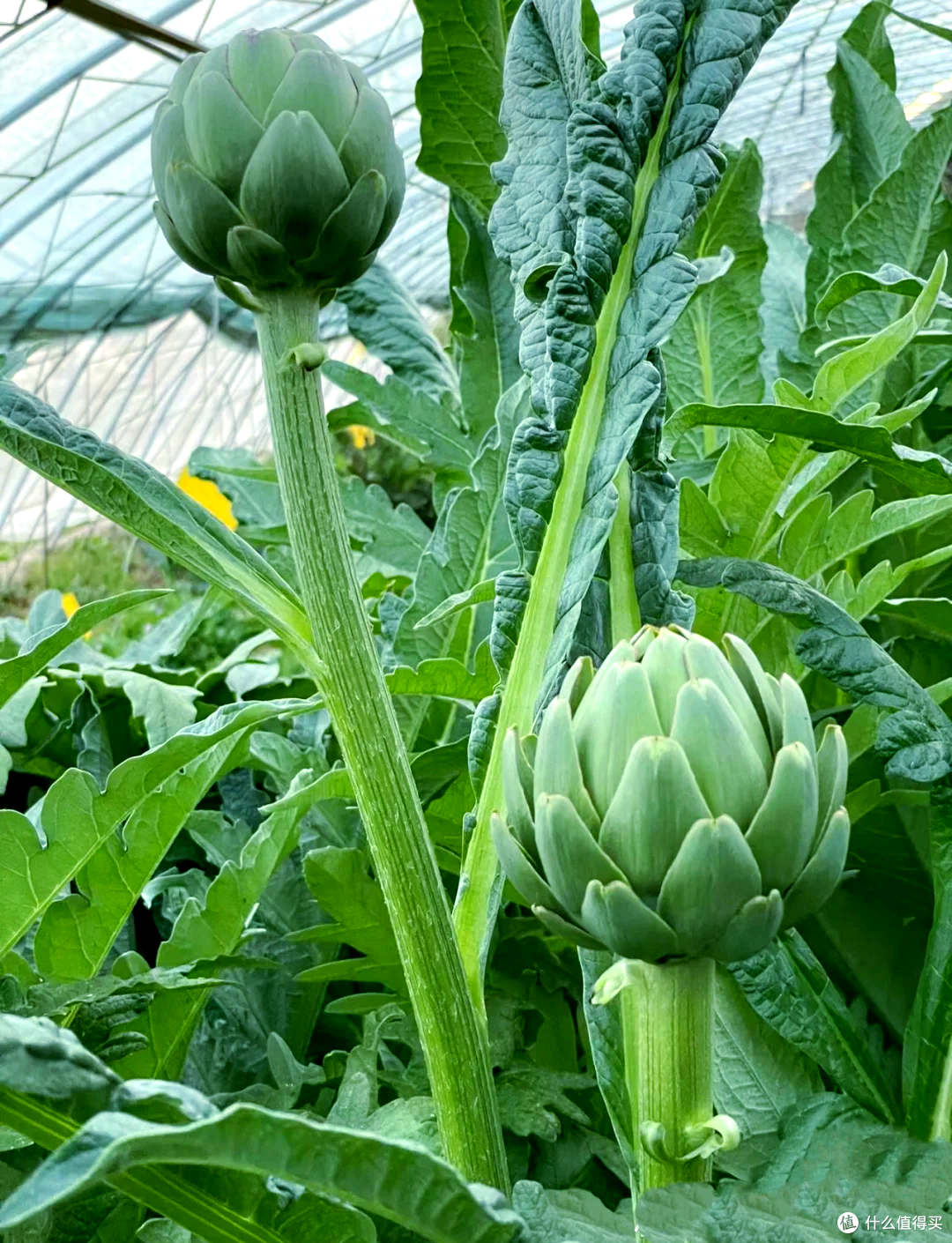 蔬菜卖到几百块一斤?5种天价蔬菜盘点,吃过一种就算不差钱!