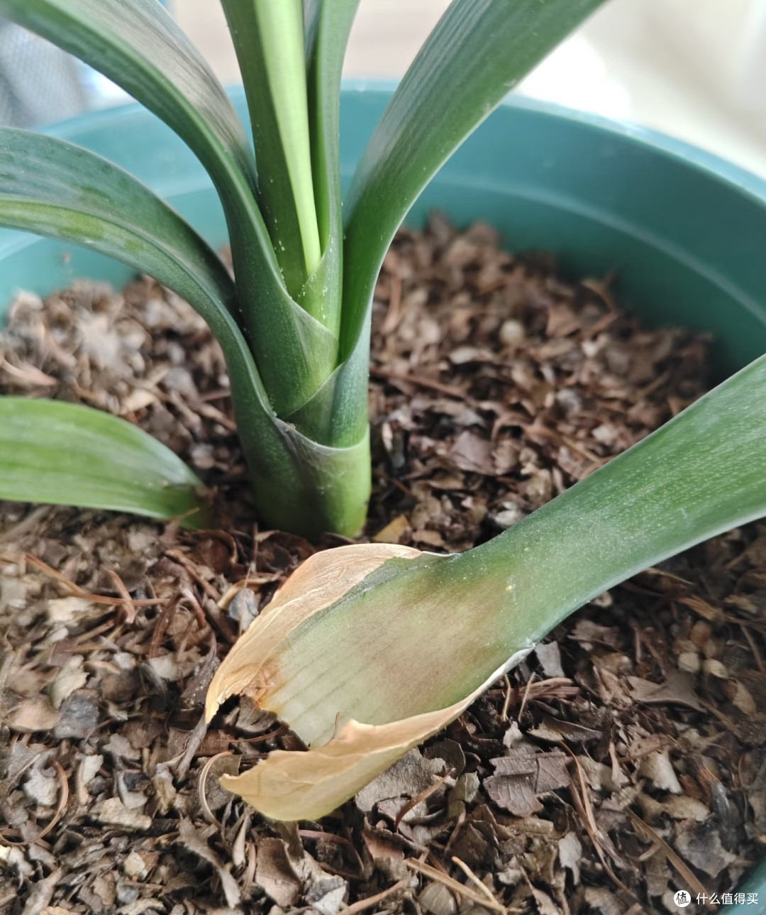 我家君子兰年年爆花，全靠秋天这几招，分享给大家