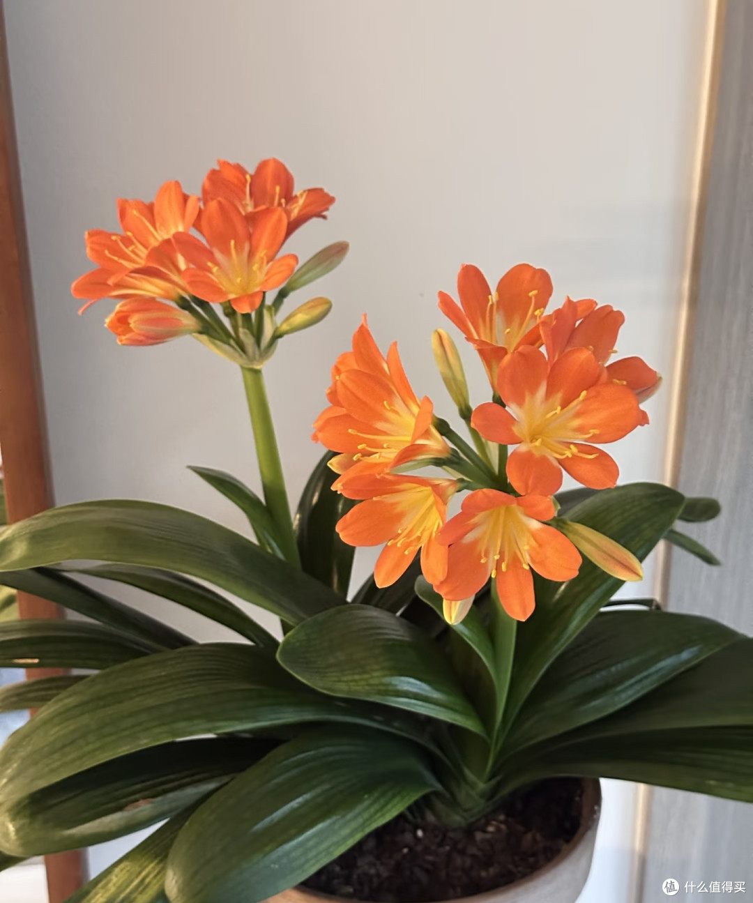 我家君子兰年年爆花，全靠秋天这几招，分享给大家