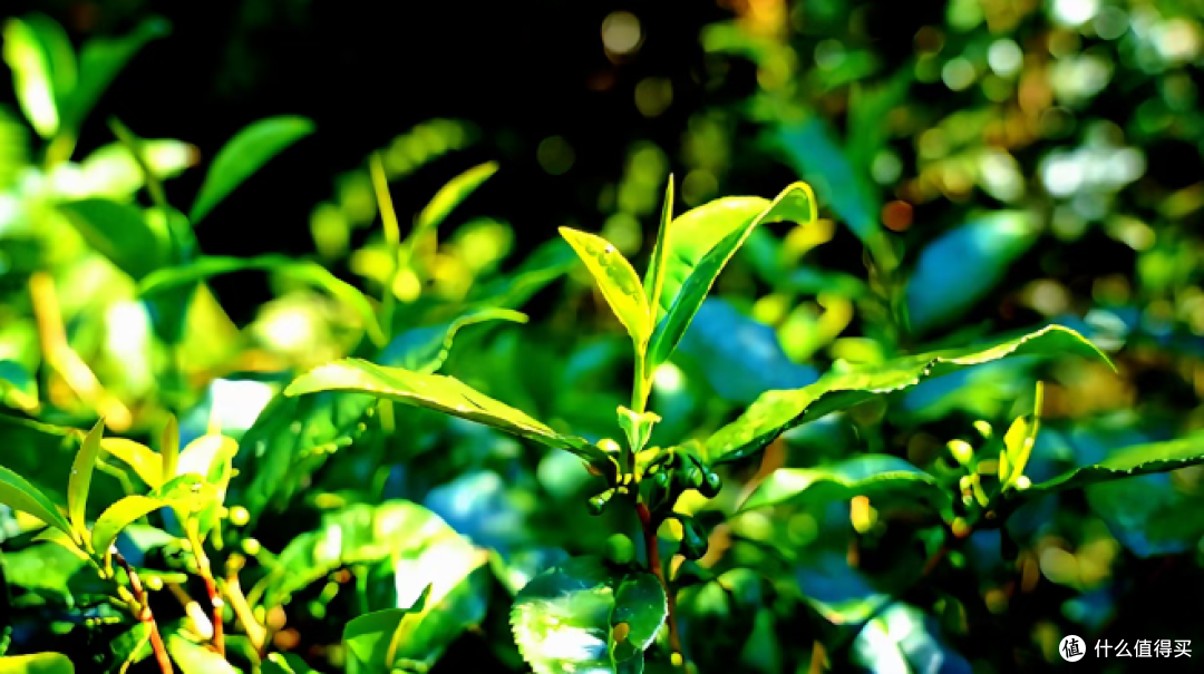紧压红茶怎么存不跑味?我踩坑后总结的五个字