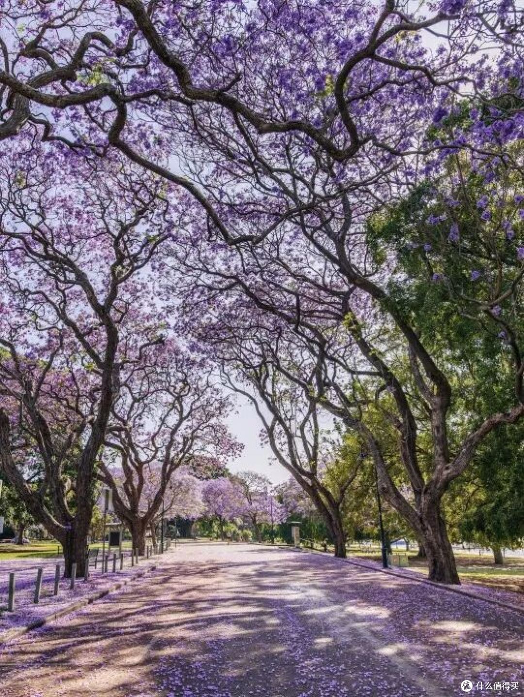● New Farm Park, Brisbane, Queensland  📷 / © Tourism and Events Queensland