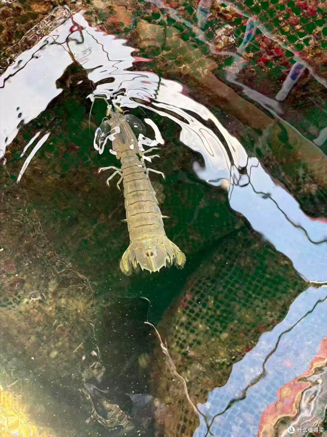 大虾