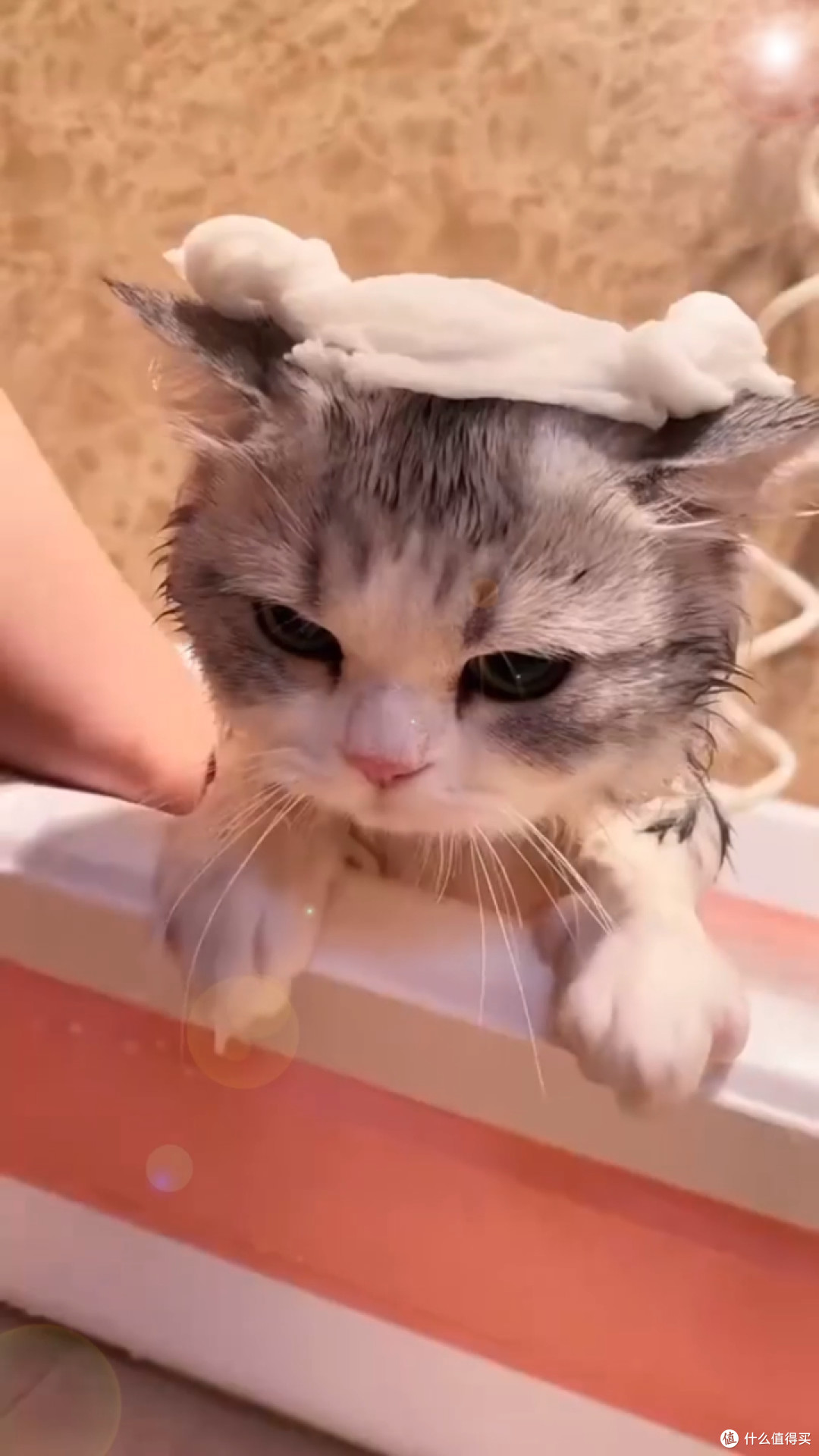 被小猫蹭脸呼噜的瞬间,所有糟心事一下就暖化了