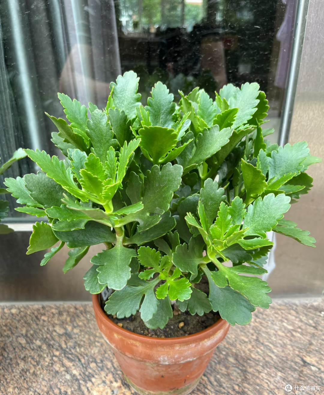 九月养长寿花,做好这几件事,花苞蹭蹭冒,开完一茬又一茬