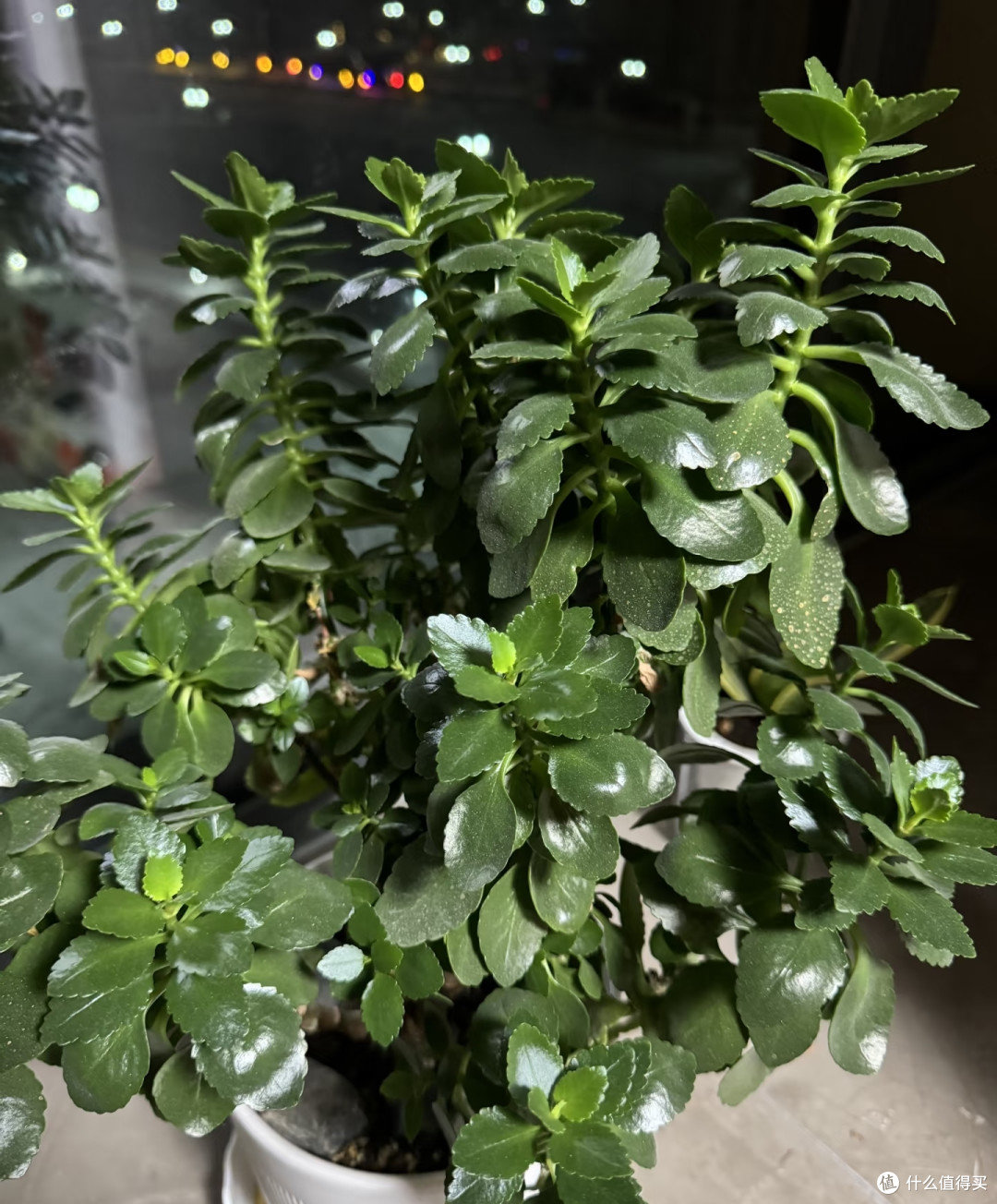 九月养长寿花,做好这几件事,花苞蹭蹭冒,开完一茬又一茬