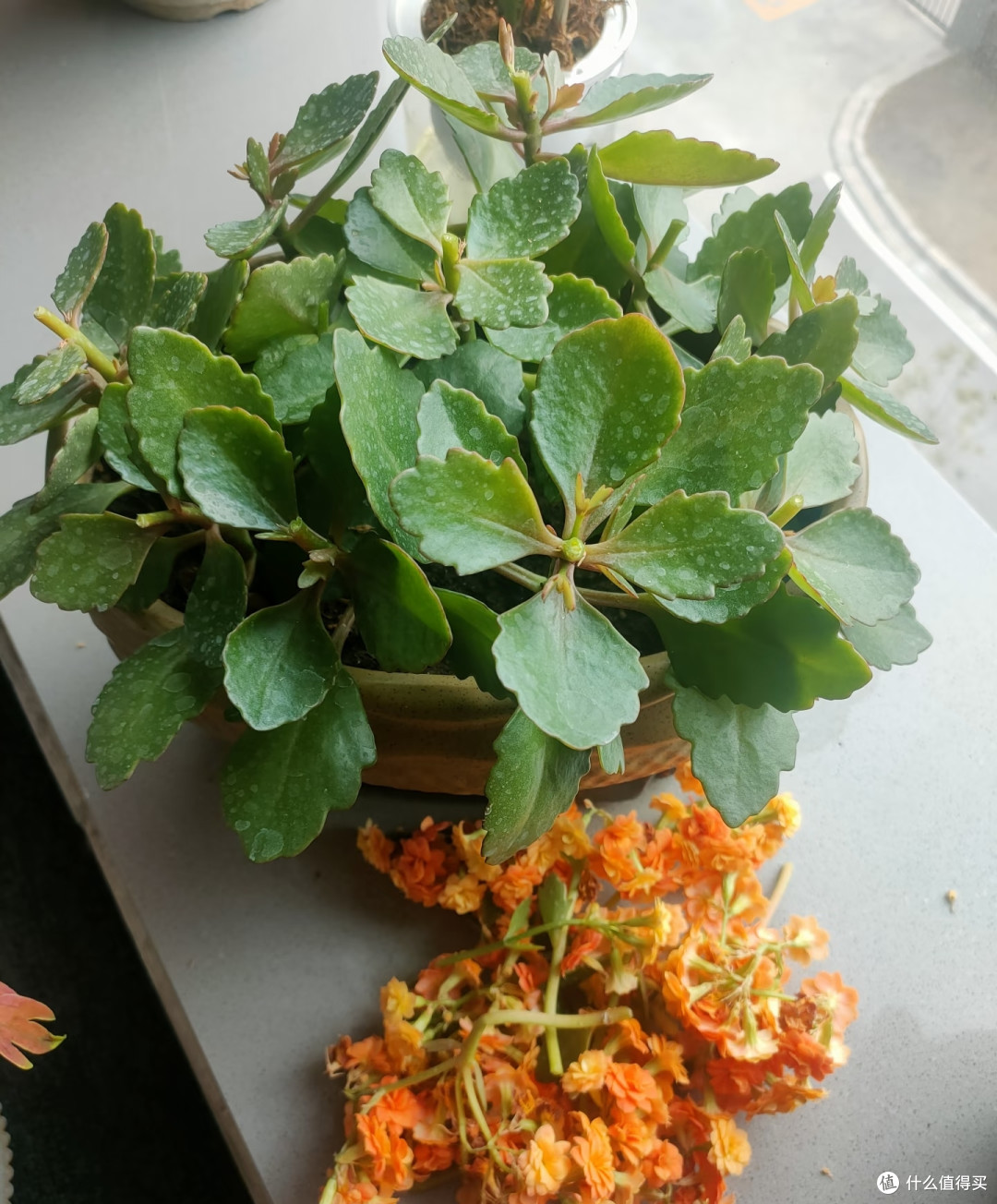 九月养长寿花,做好这几件事,花苞蹭蹭冒,开完一茬又一茬
