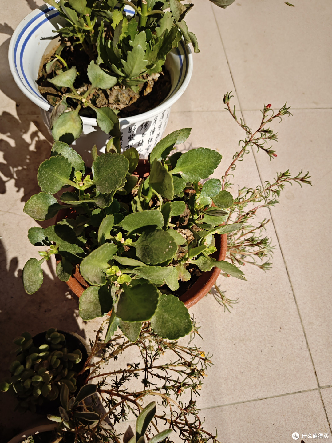 九月养长寿花,做好这几件事,花苞蹭蹭冒,开完一茬又一茬