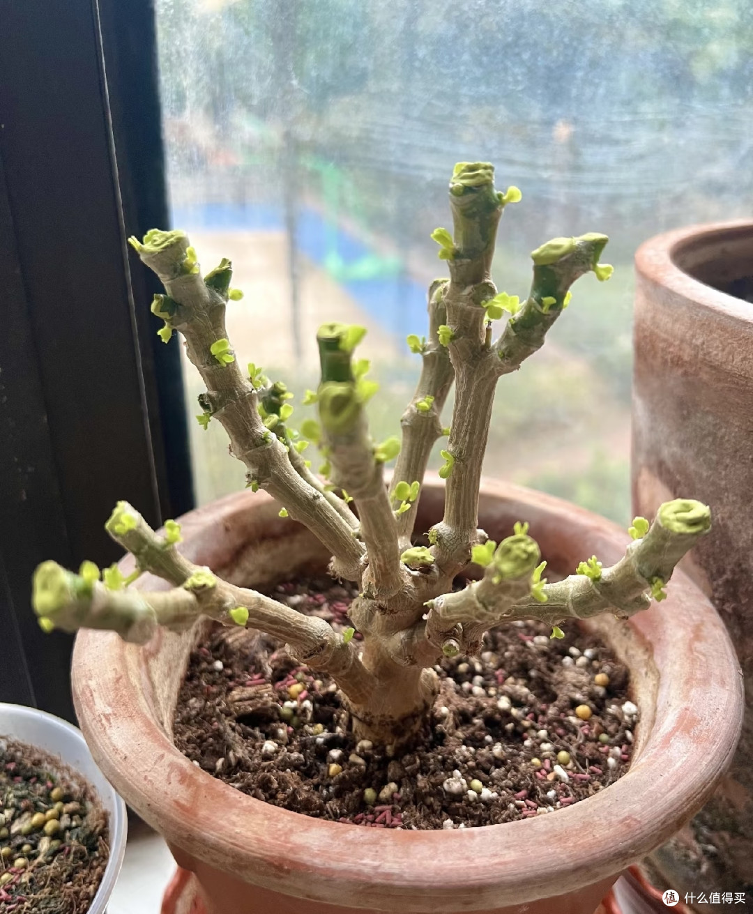 九月养长寿花,做好这几件事,花苞蹭蹭冒,开完一茬又一茬