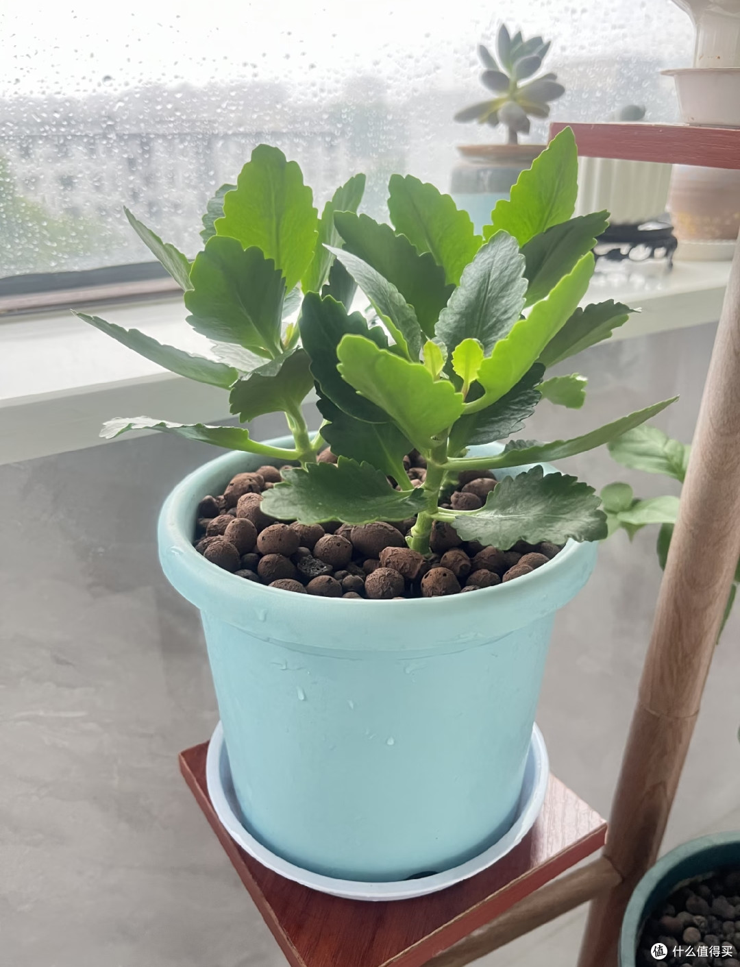 九月养长寿花,做好这几件事,花苞蹭蹭冒,开完一茬又一茬
