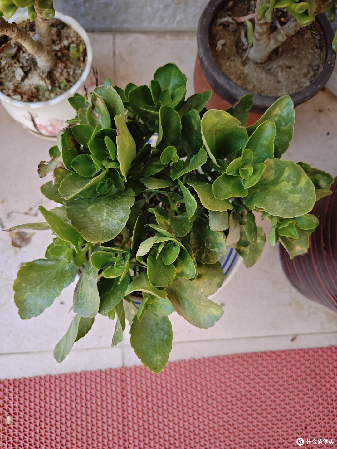 九月养长寿花,做好这几件事,花苞蹭蹭冒,开完一茬又一茬
