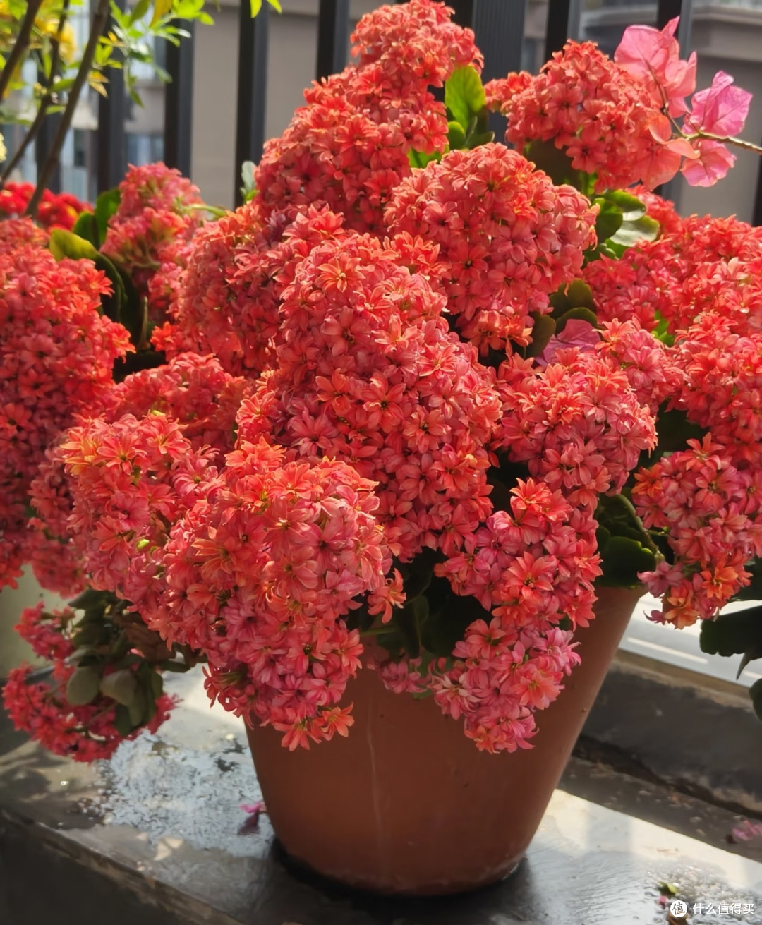 九月养长寿花,做好这几件事,花苞蹭蹭冒,开完一茬又一茬