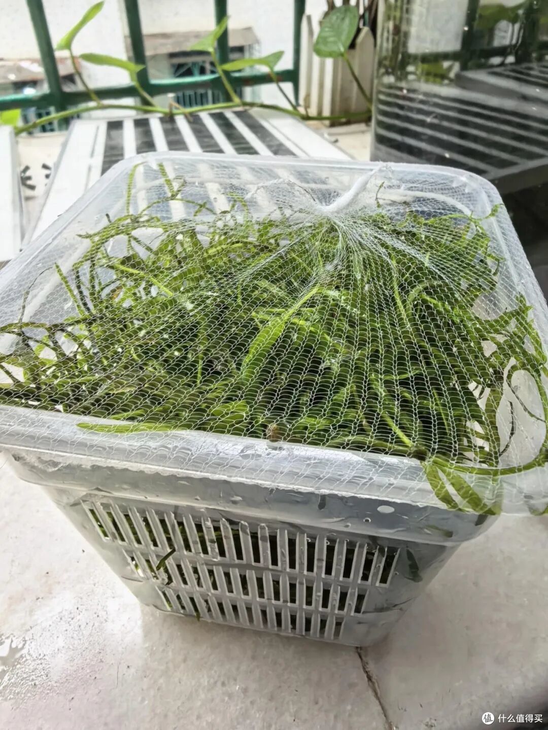 水槽过滤网也有“邪修用法”？打开思路，居然搞定了不少生活痛点