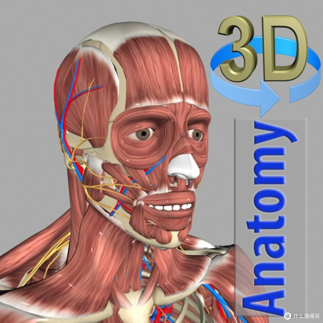 3D Anatomy – Muscles and Bones