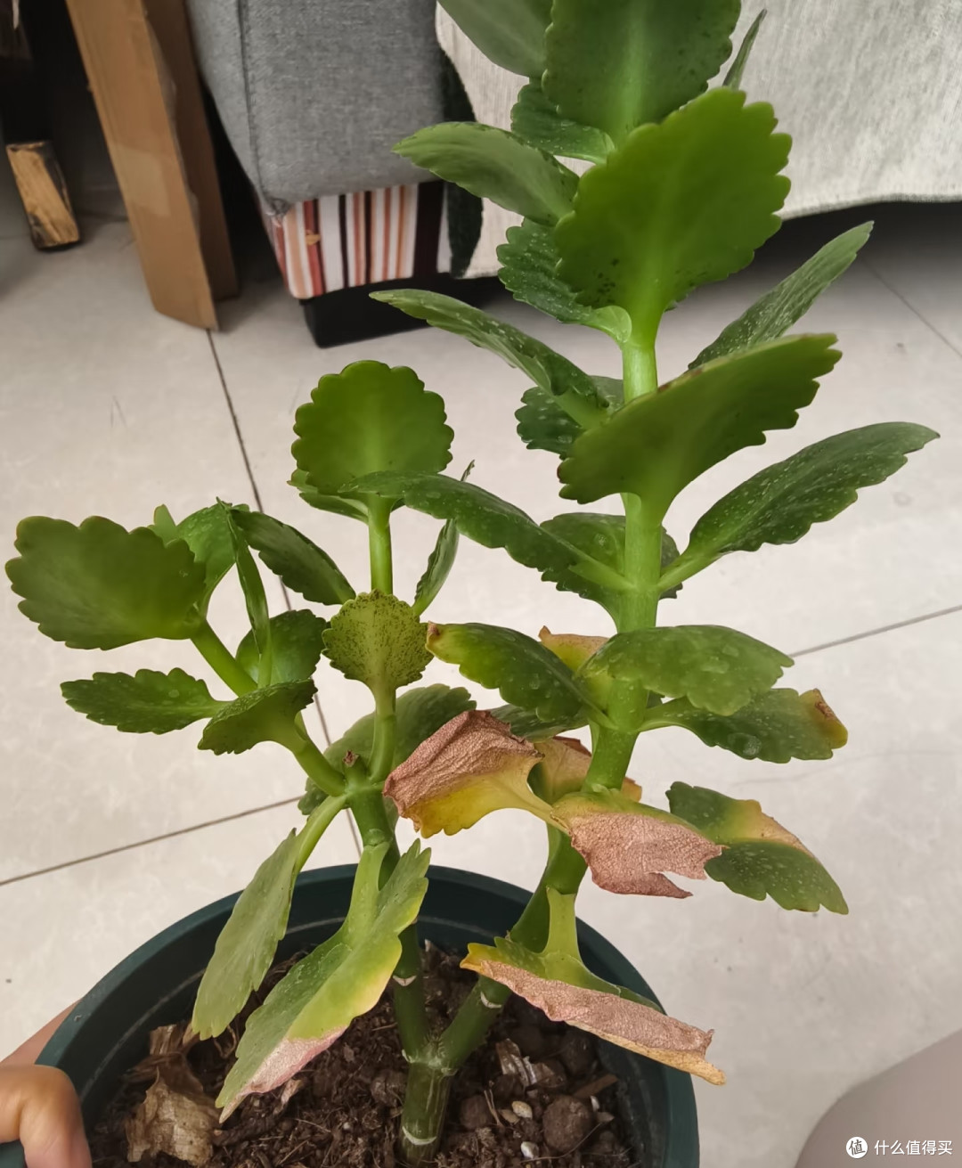 9月养长寿花,我只干一件事,秋天花量直接翻倍!