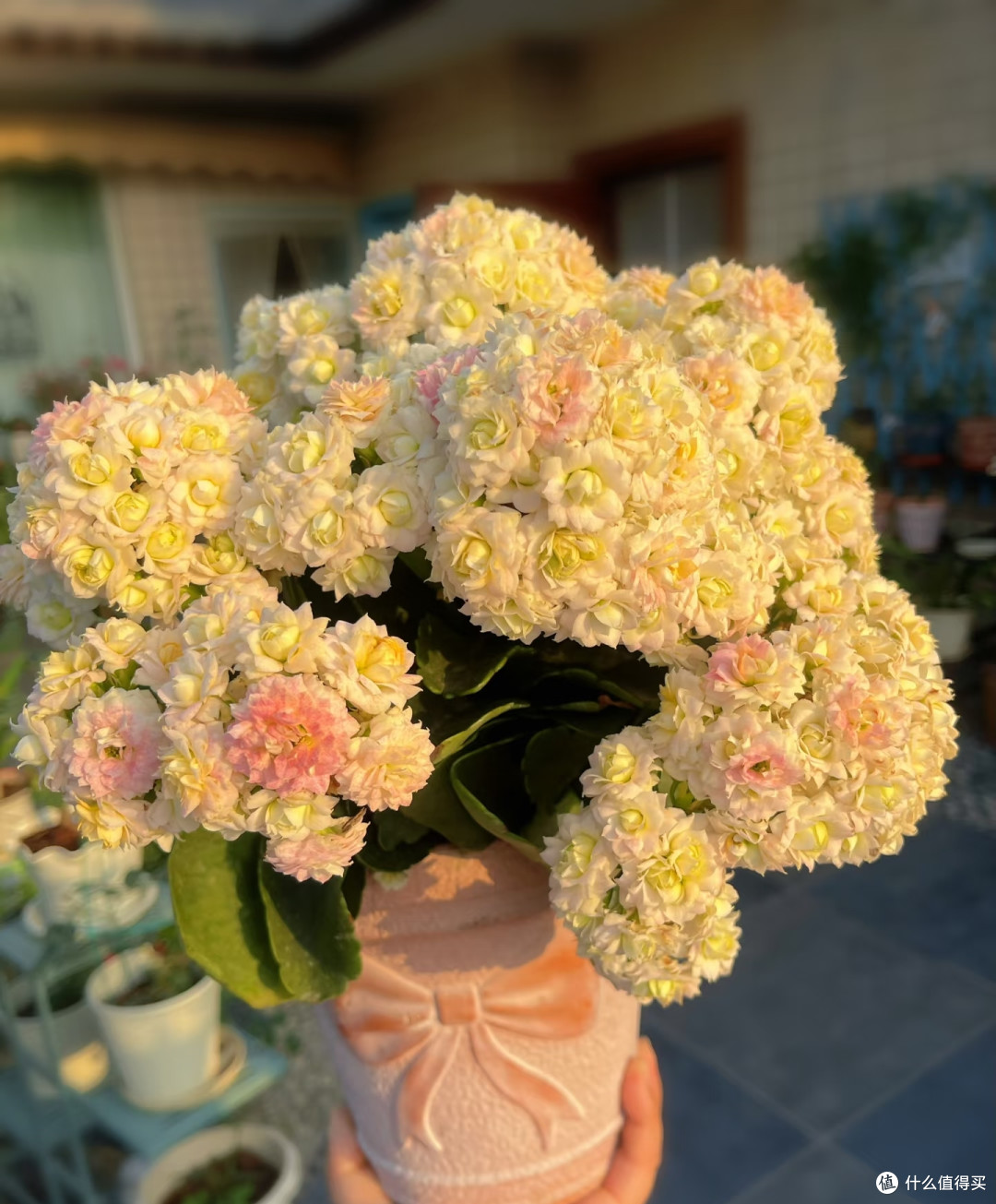 9月养长寿花,我只干一件事,秋天花量直接翻倍!
