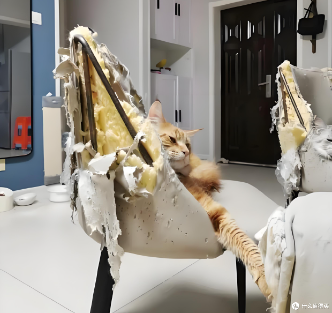 我家老猫天天睡不醒,听见我声音还是会抬头