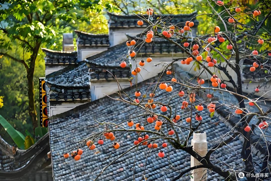 千万别乱跑!婺源晒秋三日游,这样玩才叫绝!后悔没早看!