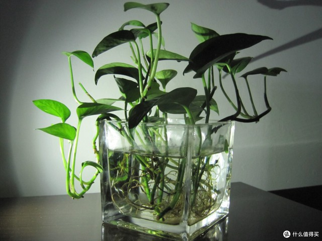 水培植物都有哪些:常见水培植物品类汇总及特点解析