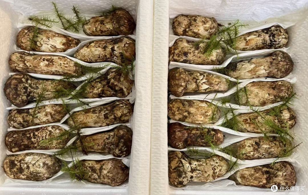 澄江菌菇姑野生菌汤锅点单:先问当日菌种和口感再组合
