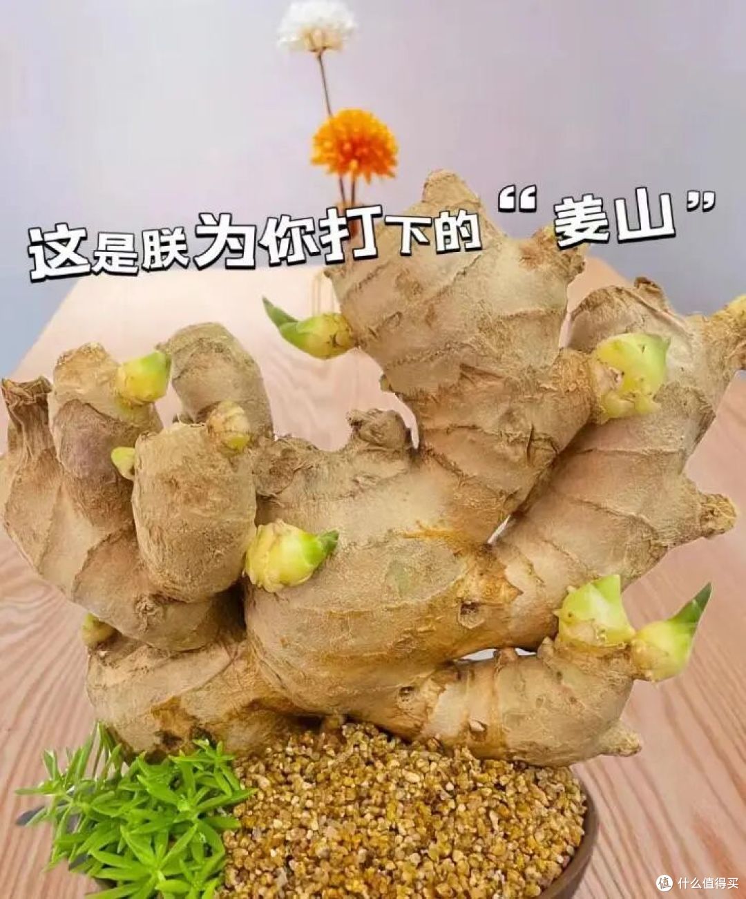 被同事的水培生姜“惊到”了，在工位上打下“一桶姜山”，真壮观