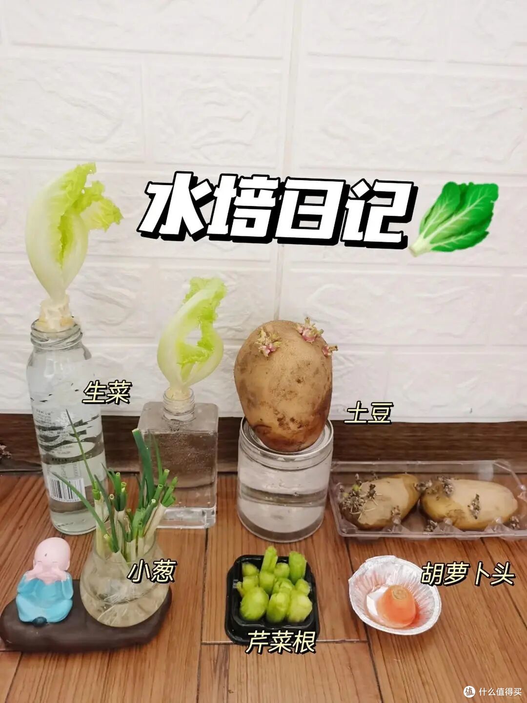 被同事的水培生姜“惊到”了，在工位上打下“一桶姜山”，真壮观