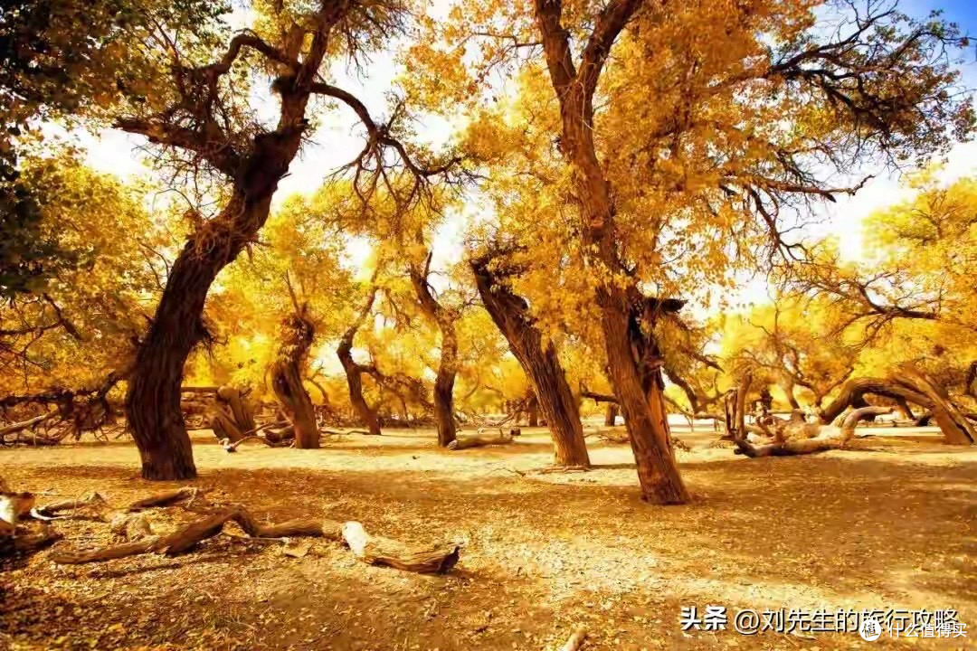 常做家务的中老年夫妻:保暖护腰品牌怎么比才舒服又省心耐用