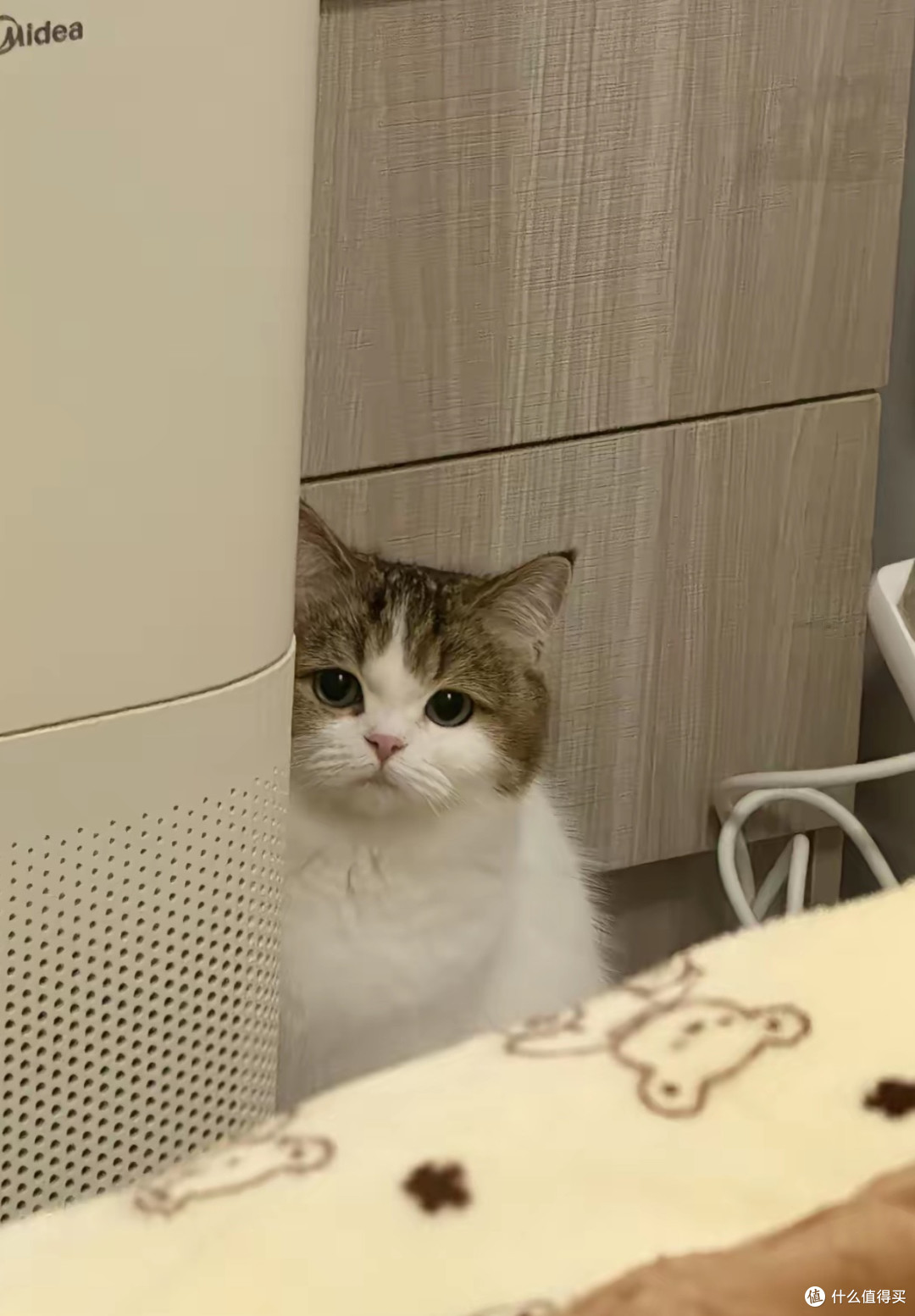 告别猫砂盆 “毒气攻击”｜根源消臭不做香味伪装