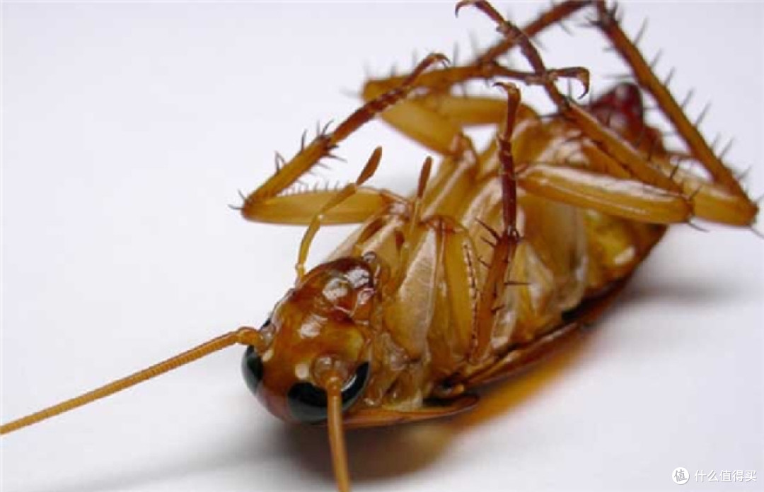 半夜开灯看到蟑螂爬过灶台的租屋族,杀灭蟑螂的特效药这样选