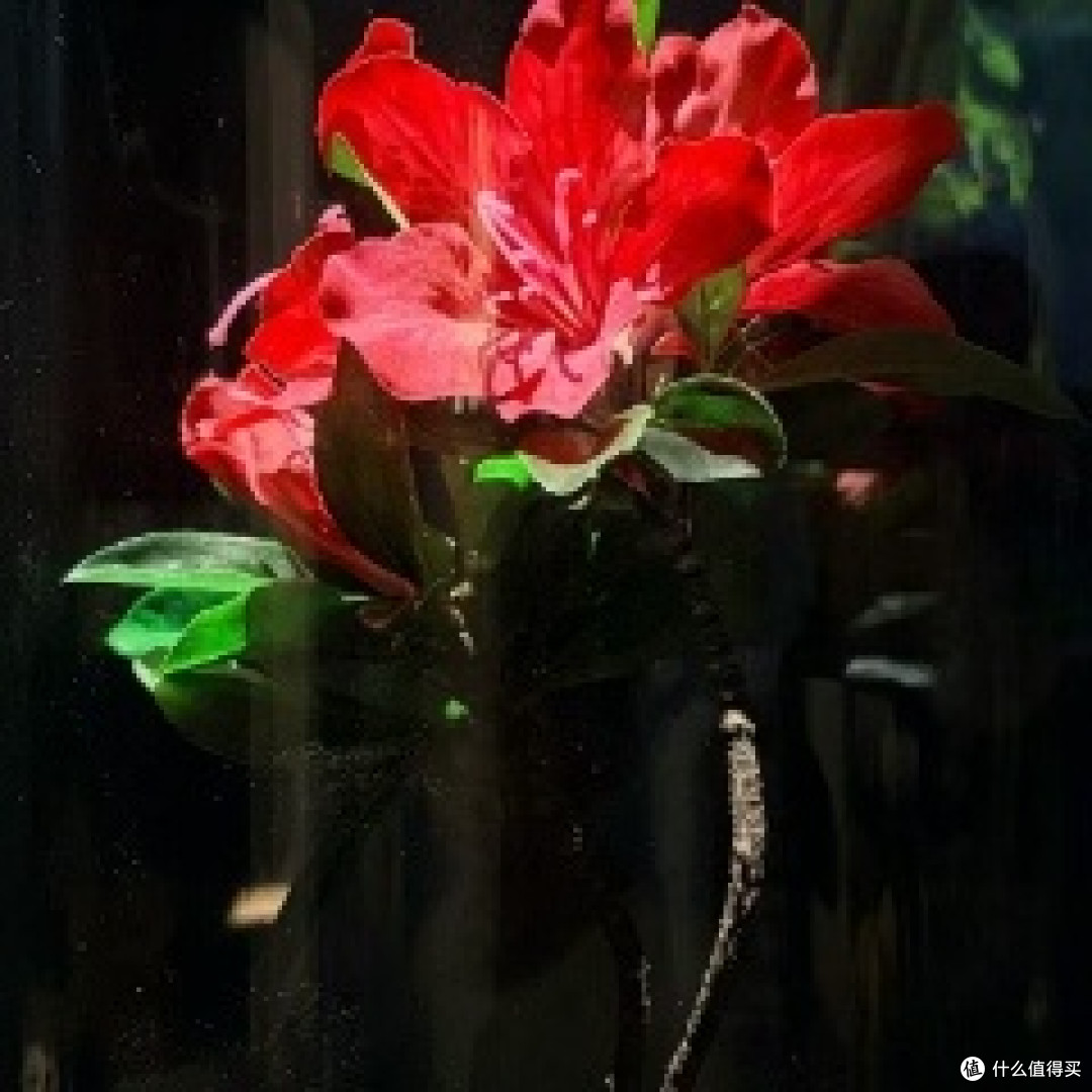 美丽的花朵