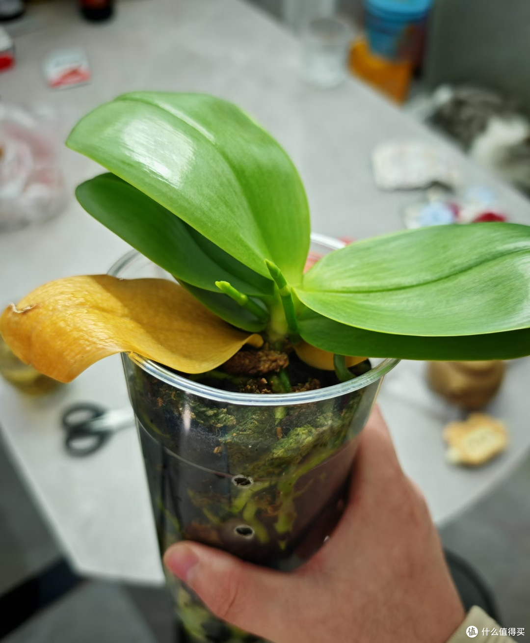 我家蝴蝶兰年年爆花,全靠秋天这几招,分享给大家