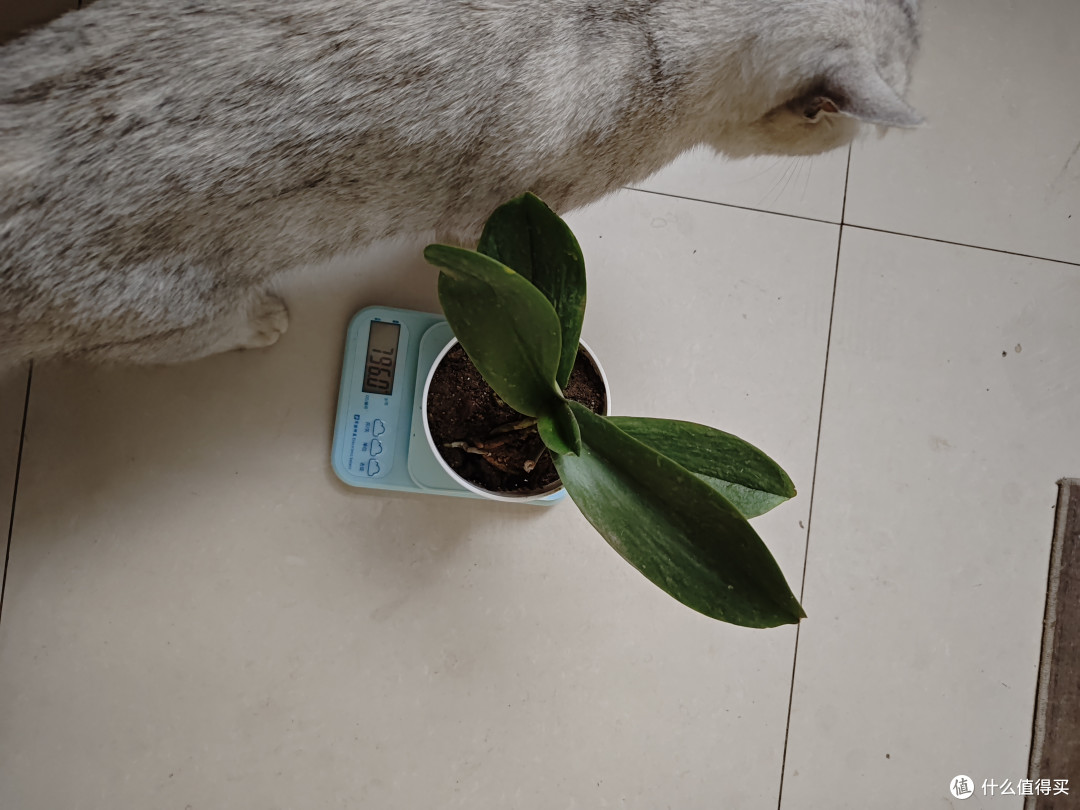 我家蝴蝶兰年年爆花,全靠秋天这几招,分享给大家