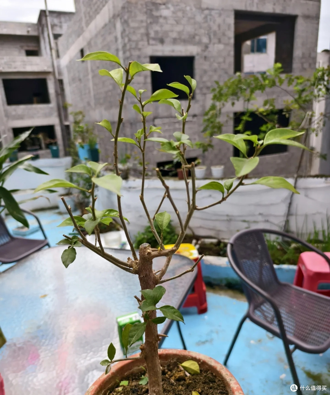 秋天三角梅迎来“花芽生长黄金期”,做好4件事,秋冬开花不用愁