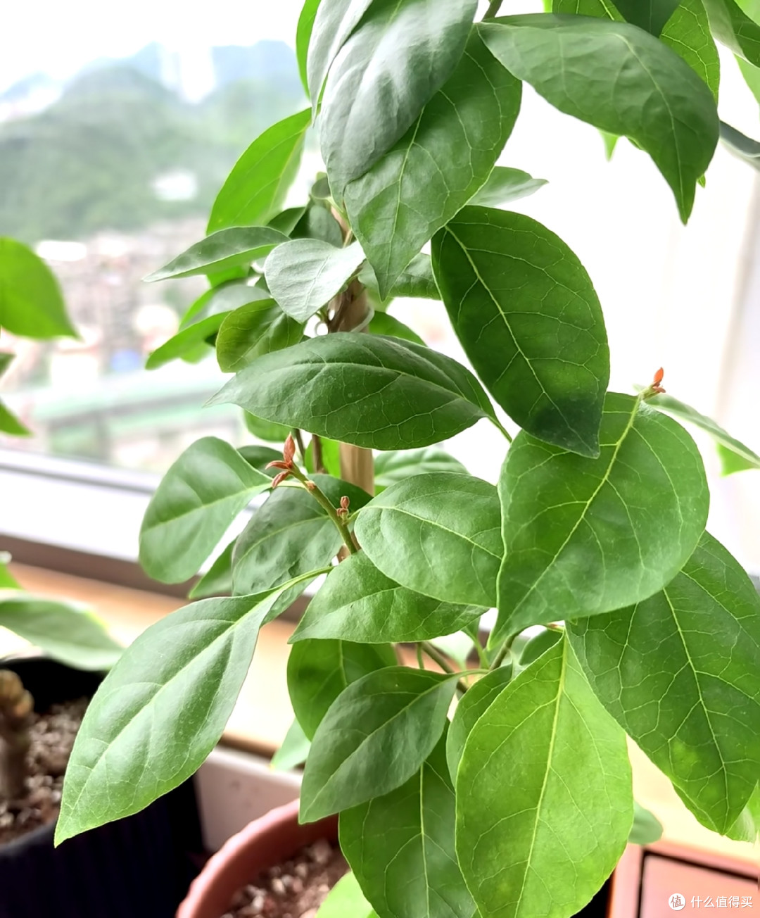 秋天三角梅迎来“花芽生长黄金期”,做好4件事,秋冬开花不用愁