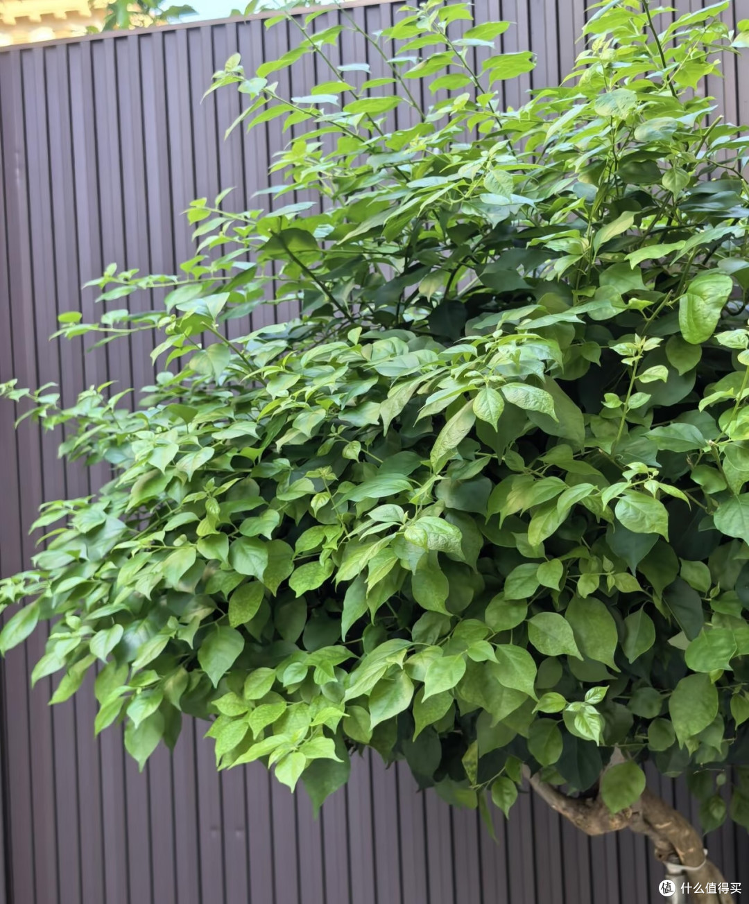 秋天三角梅迎来“花芽生长黄金期”,做好4件事,秋冬开花不用愁