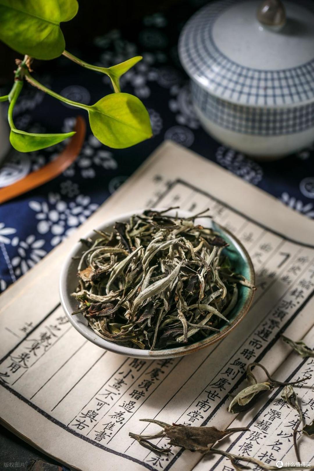 秋天适喝白茶，尤其是这3个节气采摘的茶，懂行的已开始入手了