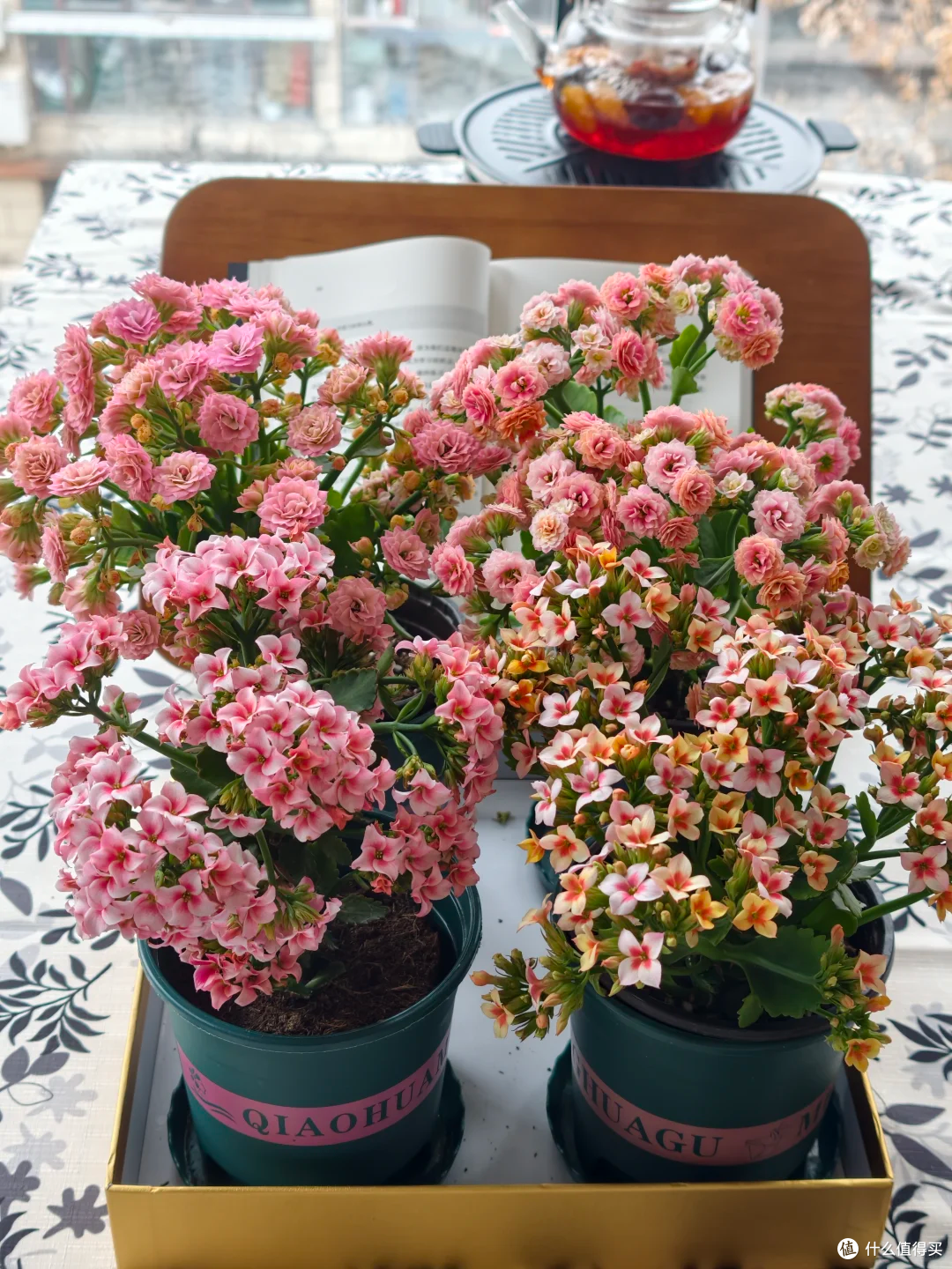 15种公认“爆花小机器”，花量大、好养活，四季都能“花开不断”