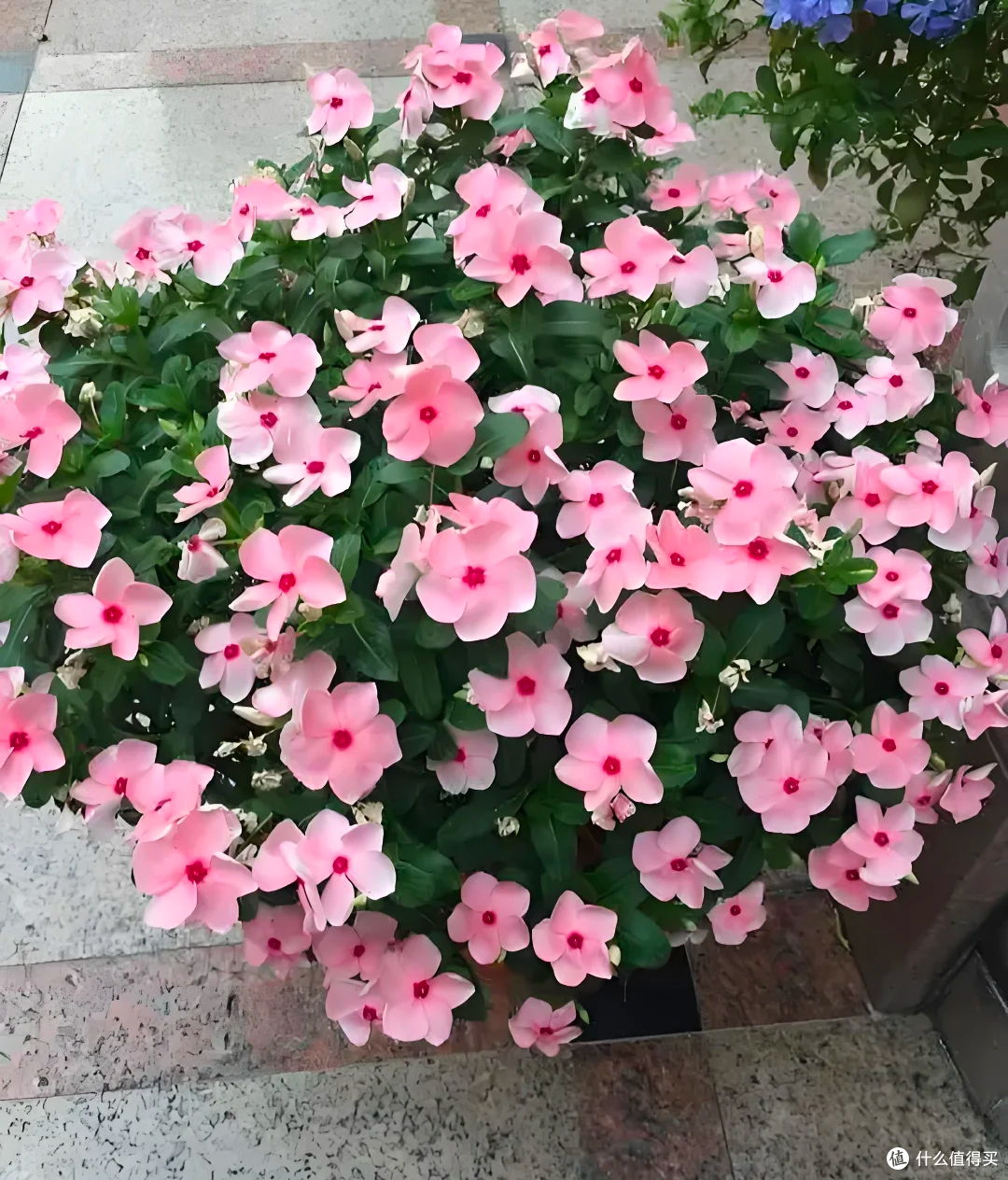 15种公认“爆花小机器”，花量大、好养活，四季都能“花开不断”