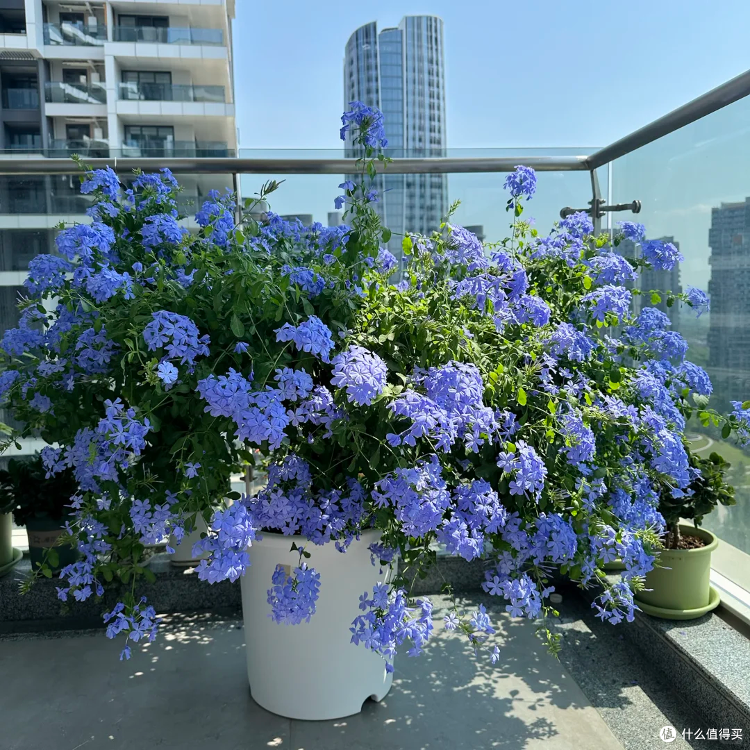 15种公认“爆花小机器”，花量大、好养活，四季都能“花开不断”